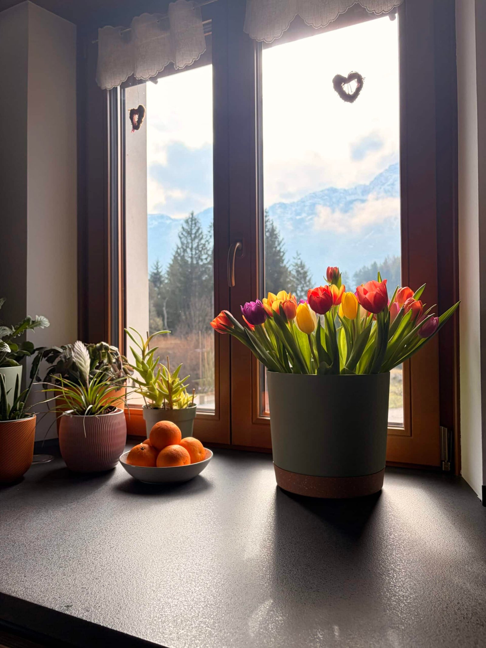 Fiore di tulipani colorati sul davanzale della finestra con vista sulle Dolomiti.