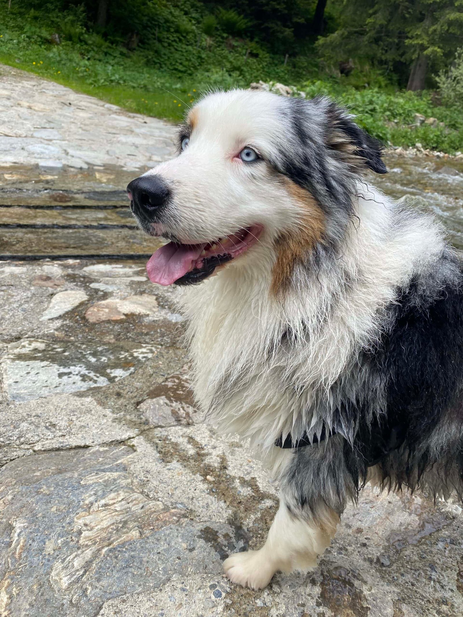 Cane Siberian Husky con occhi azzurri, vicino al fiume in un paesaggio naturale.